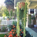 burrito-sedum-donkey-tail-plant-stonecrop-sedum-morganianum-burrito