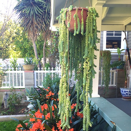 Burrito Sedum (Donkey Tail Plant)(Stonecrop) - Sedum morganianum 'Burrito'
