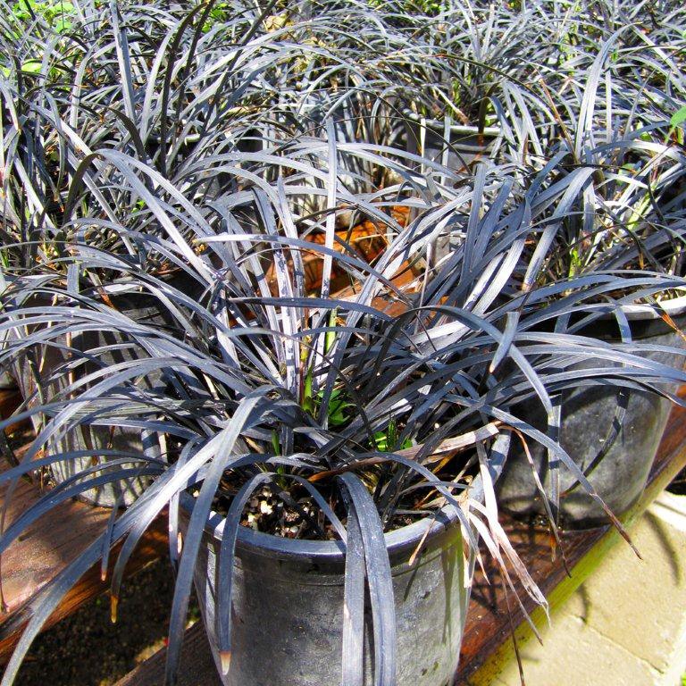 black-mondo-grass-ophiopogon-planiscapus-nigrescens