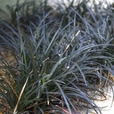black-mondo-grass-ophiopogon-planiscapus-nigrescens
