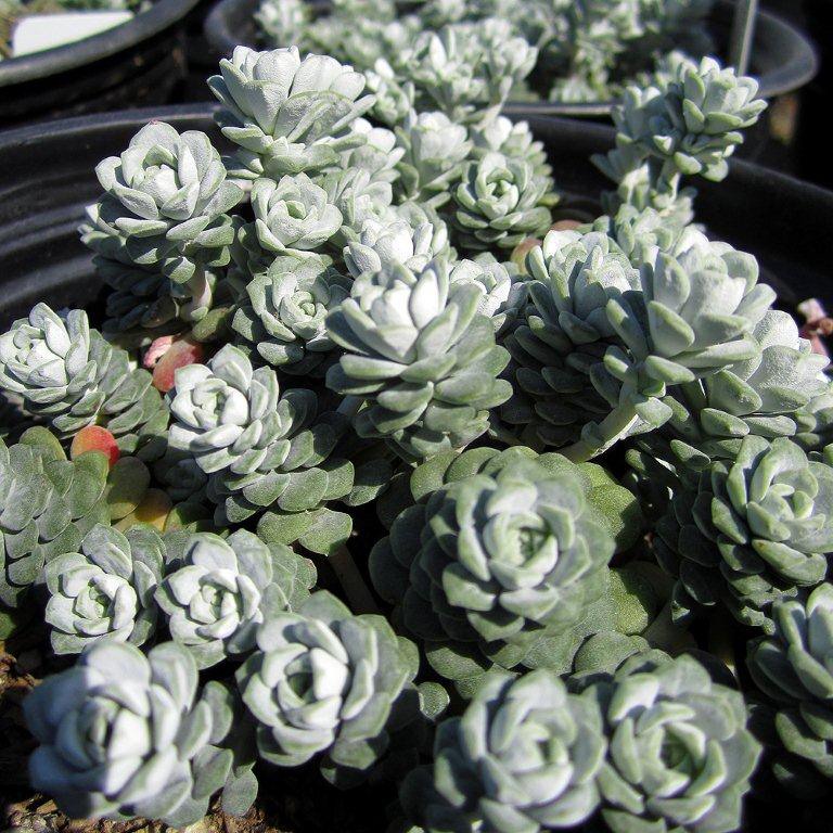 Cape Blanco Stonecrop - Sedum spathulifolium 'Cape Blanco'