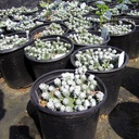 cape-blanco-stonecrop-sedum-spathulifolium-cape-blanco