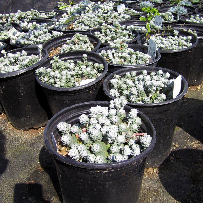 Cape Blanco Stonecrop - Sedum spathulifolium 'Cape Blanco'