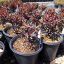 black-spurge-euphorbia-black-bird