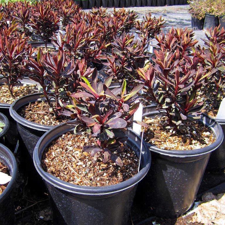 Black Spurge - Euphorbia 'Black Bird'