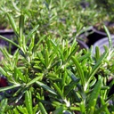 prostrate-rosemary-rosmarinus-officinalis-prostratus