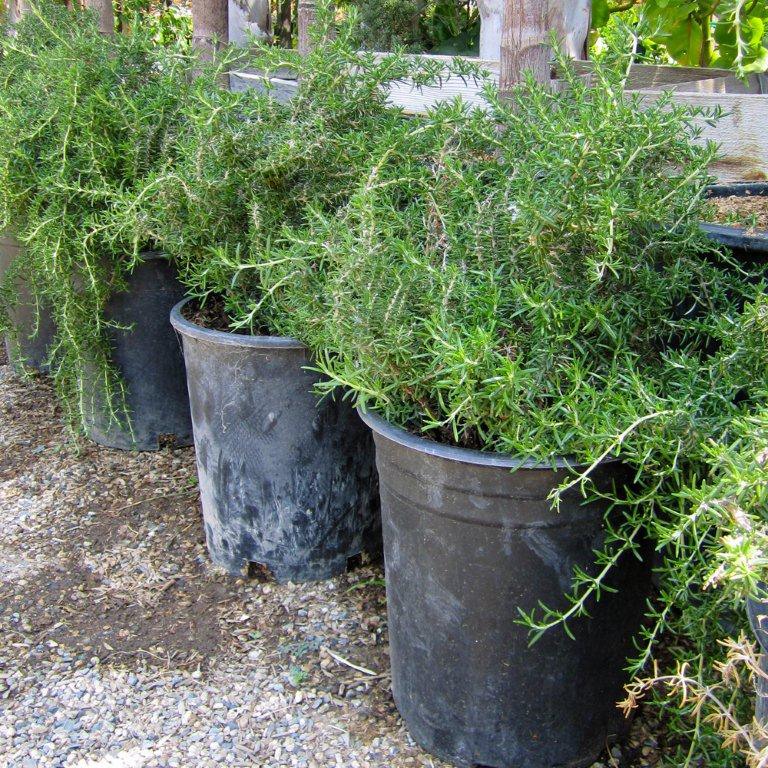 prostrate-rosemary-rosmarinus-officinalis-prostratus