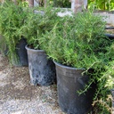 prostrate-rosemary-rosmarinus-officinalis-prostratus