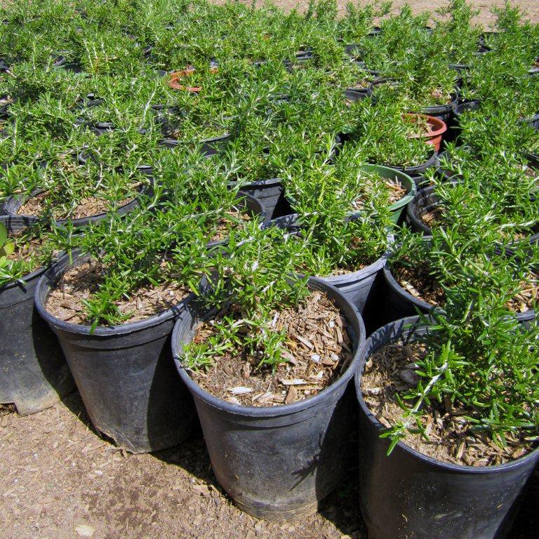prostrate-rosemary-rosmarinus-officinalis-prostratus