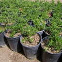 prostrate-rosemary-rosmarinus-officinalis-prostratus