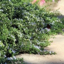 prostrate-rosemary-rosmarinus-officinalis-prostratus