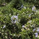 prostrate-rosemary-rosmarinus-officinalis-prostratus