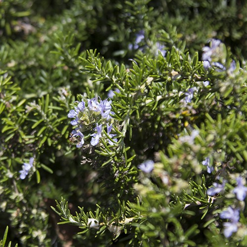 Prostrate Rosemary - Rosmarinus officinalis 'Prostratus'