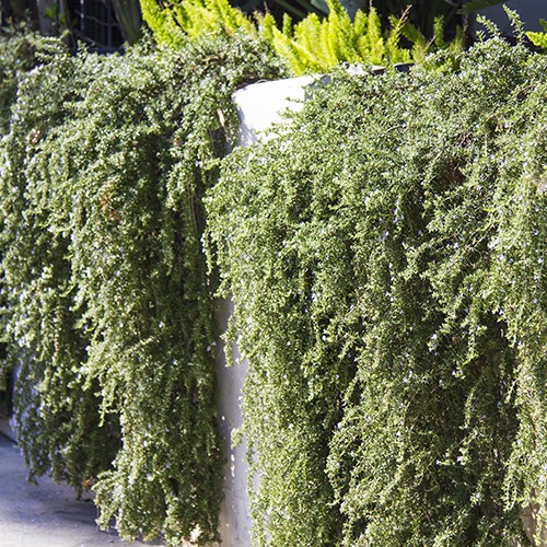 prostrate-rosemary-rosmarinus-officinalis-prostratus