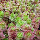 red-carpet-sedum-sedum-spurium-red-carpet