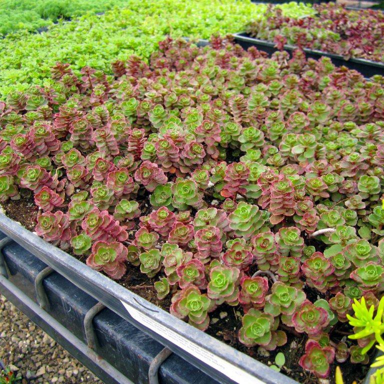 Red Carpet Sedum - Sedum spurium 'Red Carpet'