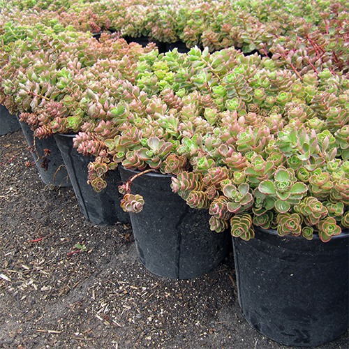 Red Carpet Sedum - Sedum spurium 'Red Carpet'