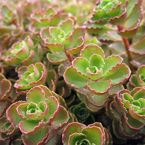 red-carpet-sedum-sedum-spurium-red-carpet