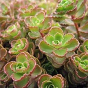 red-carpet-sedum-sedum-spurium-red-carpet