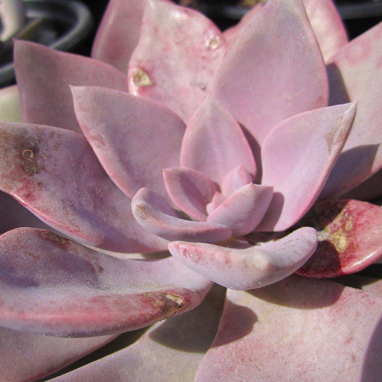 Debbie Graptoveria - Graptoveria 'Debbie'