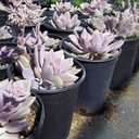 debbie-graptoveria-graptoveria-debbie