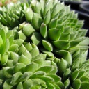 hen-and-chicks-sempervivum-spring-beauty