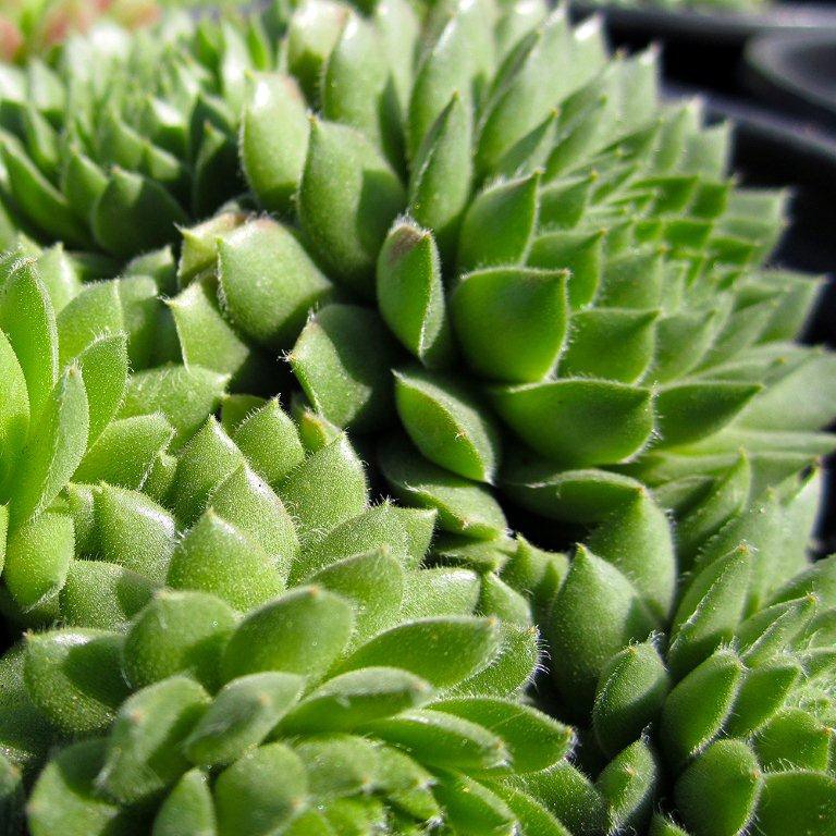 Hen and Chicks - Sempervivum 'Spring Beauty'