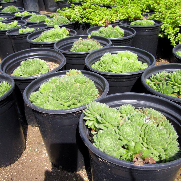 hen-and-chicks-sempervivum-spring-beauty