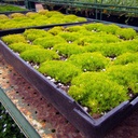scotch-moss-sagina-subulata-aurea