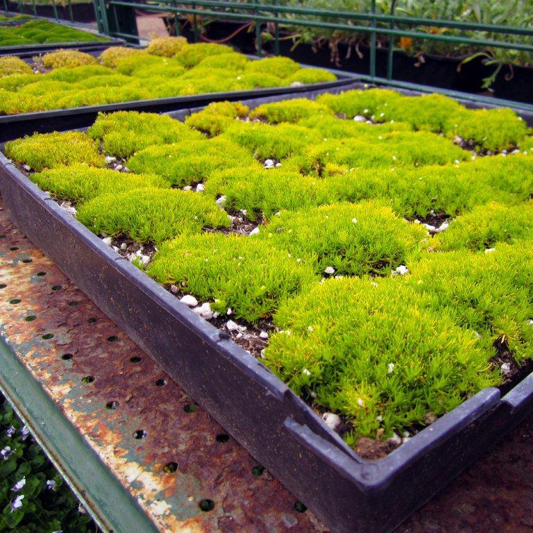Scotch Moss - Sagina subulata 'Aurea'