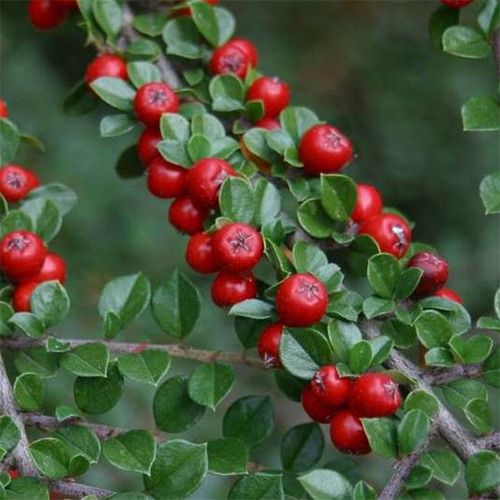 Rock Cotoneaster - Cotoneaster horizontalis 'Perpusillus'