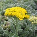 woolly-yarrow-achillea-tomentosa