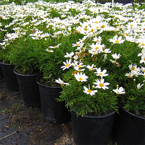 Marguerite Daisy - Argyranthemum frutescens 'Elsa White'