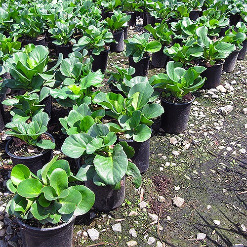winter-blooming-bergenia-bergenia-crassifolia