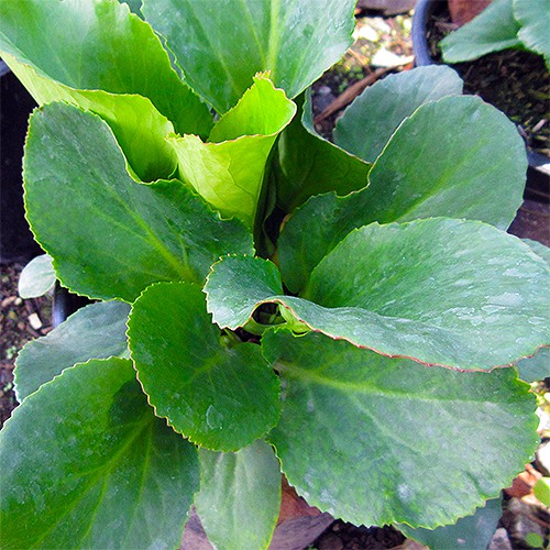 winter-blooming-bergenia-bergenia-crassifolia