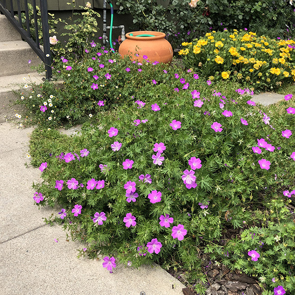 bloody-cranesbill-geranium-sanguineum
