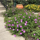 bloody-cranesbill-geranium-sanguineum