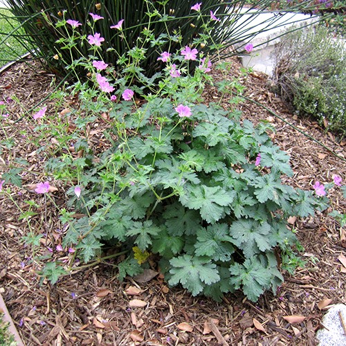 Bloody Cranesbill - Geranium sanguineum