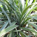 silver-dragon-lilyturf-liriope-spicata-silver-dragon