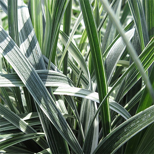 Silver Dragon Lilyturf - Liriope spicata 'Silver Dragon'