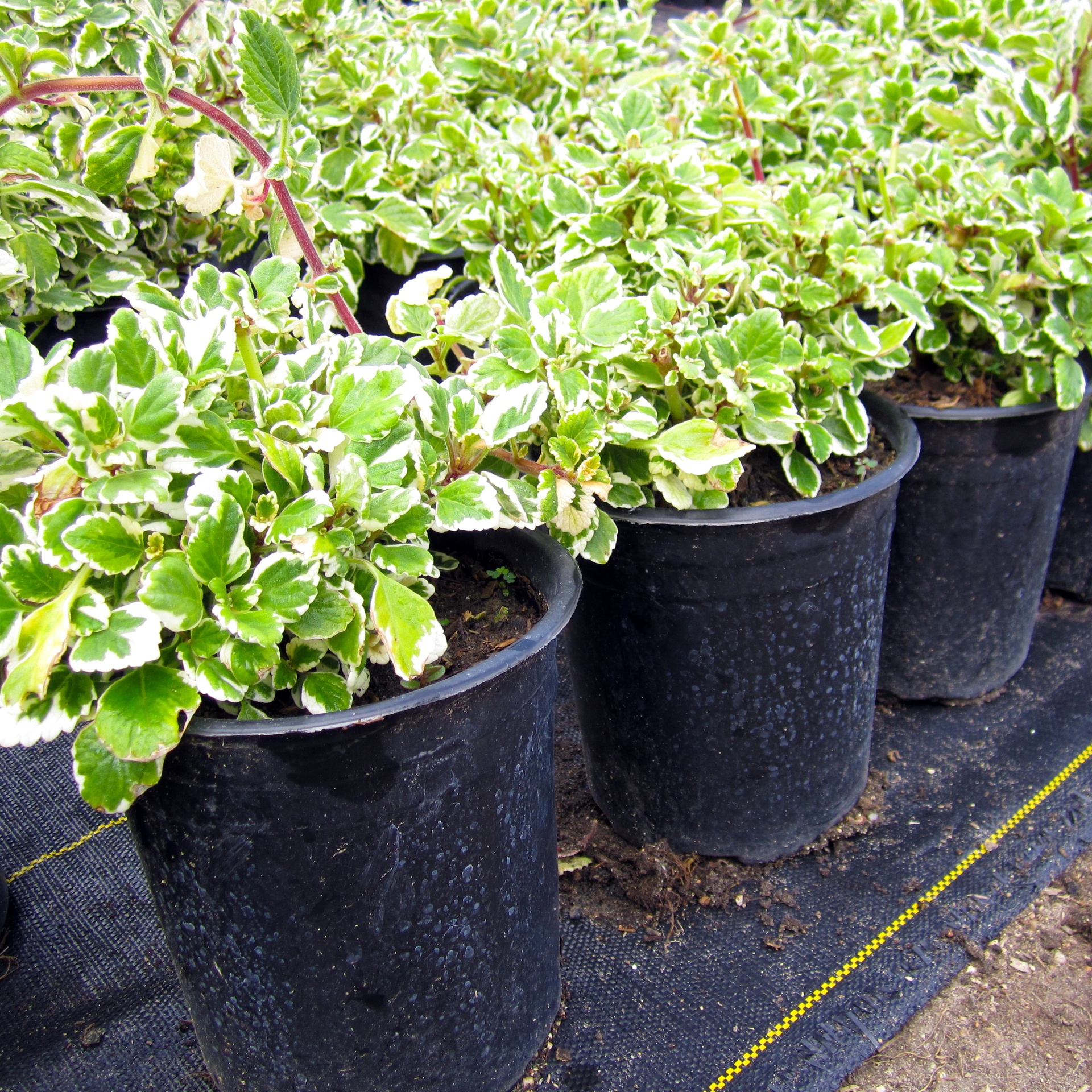 Variegated Mintleaf - Plectranthus madagascariensis 'Variegatus'