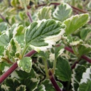 variegated-mintleaf-plectranthus-madagascariensis-variegatus