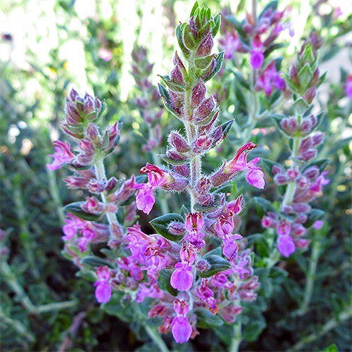 germander-teucrium-chamaedrys
