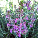 germander-teucrium-chamaedrys