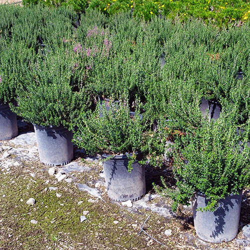 germander-teucrium-chamaedrys