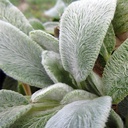 lamb-s-ear-stachys-byzantina