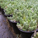 blue-spruce-stonecrop-sedum-reflexum-blue-spruce