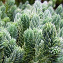 blue-spruce-stonecrop-sedum-reflexum-blue-spruce