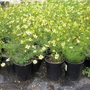 tickseed-coreopsis-verticillata-moonbeam