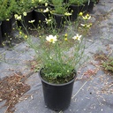 tickseed-coreopsis-verticillata-moonbeam